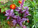 Dekoratívne rastliny Bazalka dekoratívne a listnaté, Ocimum basilicum fialový fotografie, popis a pestovanie, pestovanie a vlastnosti