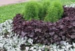 burgundy,claret Leafy Ornamentals Beef steak Plant characteristics and Photo