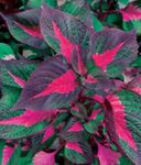  Oksekød Bøf Plante grønne prydplanter, Perilla flerfarvet Foto, beskrivelse og dyrkning, voksende og egenskaber