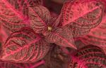 red Leafy Ornamentals Bloodleaf, Chicken Gizzard characteristics and Photo