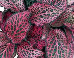 multicolor Leafy Ornamentals Bloodleaf, Chicken Gizzard characteristics and Photo