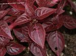 Ornamental Plants Bloodleaf, Chicken Gizzard leafy ornamentals, Iresine burgundy,claret Photo, description and cultivation, growing and characteristics