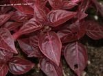 burgundy,claret Leafy Ornamentals Bloodleaf, Chicken Gizzard characteristics and Photo