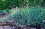 light blue Cereals Blue Lyme Grass, Sand Rye Grass characteristics and Photo