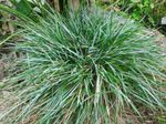 light blue Cereals Blue Moor-grass characteristics and Photo