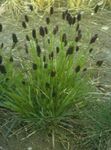 Dekorativa Växter Blå Hed-Gräs säd, Sesleria grön Fil, beskrivning och uppodling, odling och egenskaper
