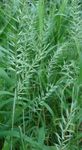 Koristekasvit Bottlebrush Ruoho viljat, Hystrix patula vihreä kuva, tuntomerkit ja muokkaus, viljely ja ominaisuudet