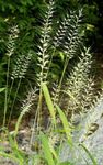 观赏植物 洗瓶草 谷物, Hystrix patula 葱绿 照, 描述 和 养殖, 成长 和 特点