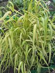 Ornamental Plants Bowles Golden Grass, Golden Millet Grass, Golden Wood Millet cereals, Milium effusum yellow Photo, description and cultivation, growing and characteristics