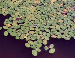 svetlo-zelena Vodni Brasenia, Voda Ščit značilnosti in fotografija