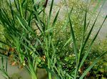  Geniş Yapraklı Cattail, Saz, Kazak Kuşkonmaz, Bayraklar, Kamış Topuz, Cüce Cattail, Zarif Cattail su bitkileri, Typha yeşil fotoğraf, tanım ve yetiştirme, büyüyen ve özellikleri