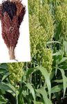 green Cereals Broom Corn characteristics and Photo