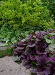 burgundy,claret Leafy Ornamentals Bugle, Bugleweed, Carpet Bugle characteristics and Photo