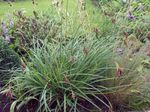 Dekorativní rostliny Carex, Ostřice obilí zelená fotografie, popis a kultivace, pěstování a charakteristiky