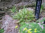 Διακοσμητικά φυτά Carex, Σπαθόχορτο δημητριακά πράσινος φωτογραφία, περιγραφή και καλλιέργεια, φυτοκομεία και χαρακτηριστικά