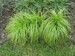 Dekorativa Växter Carex, Starr säd grön Fil, beskrivning och uppodling, odling och egenskaper