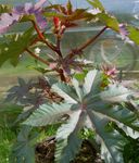 burgundy,claret Leafy Ornamentals Castor Bean, Caster Oil Plant, Mole Bean, Higuera Infernal characteristics and Photo