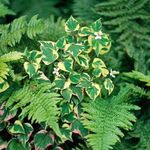  Chameleon Rostlina dekorativní-listnaté, Houttuynia pestrobarevný fotografie, popis a kultivace, pěstování a charakteristiky