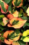 Dekoratiivtaimede Kameeleon Tehase lehtköögiviljad ilutaimed, Houttuynia roheline Foto, kirjeldus ja kultiveerimine, kasvav ja omadused