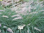 Sierplanten Chinees Fontein Gras, Pennisetum granen groen foto, beschrijving en teelt, groeiend en karakteristieken
