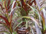 burgundy,claret Cereals Chinese fountain grass, Pennisetum characteristics and Photo