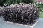 Sierplanten Chinees Fontein Gras, Pennisetum granen bordeaux, claret foto, beschrijving en teelt, groeiend en karakteristieken