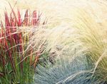 Sierplanten Cogon Gras, Satintail, Japanse Bloed Gras granen, Imperata cylindrica rood foto, beschrijving en teelt, groeiend en karakteristieken