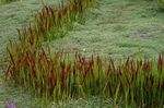 Декоративни растения Cogon Трева, Satintail, Японска Кръв Трева житни, Imperata cylindrica червен снимка, описание и отглеждане, култивиране и характеристики