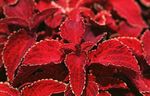 raudonas Lapinės Dekoratyviniai Augalai Coleus, Liepsnos Dilgėlių, Dažytos Dilgėlių charakteristikos ir Nuotrauka