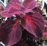 観賞植物 コリウス、炎イラクサ、塗装イラクサ 緑豊かな観葉植物, Coleus バーガンディ、クラレット フォト, 説明 と 栽培, 成長 と 特性