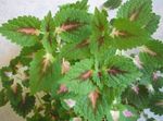 green Leafy Ornamentals Coleus, Flame Nettle, Painted Nettle characteristics and Photo