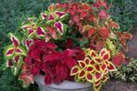 multicolor Leafy Ornamentals Coleus, Flame Nettle, Painted Nettle characteristics and Photo