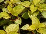 yellow Leafy Ornamentals Coleus, Flame Nettle, Painted Nettle characteristics and Photo