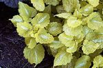 yellow Leafy Ornamentals Dead nettle, Spotted Dead Nettle characteristics and Photo