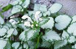 Dekoratyviniai Augalai Miręs Dilgėlių, Dėmėtojo Miręs Dilgėlių lapinės dekoratyviniai augalai, Lamium-maculatum baltas Nuotrauka, aprašymas ir auginimas, augantis ir charakteristikos