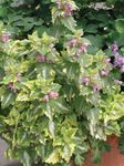Dekoracyjne Rośliny Jasnota Zauważony Lub Nakrapiane dekoracyjny-liście, Lamium-maculatum barwny zdjęcie, opis i uprawa, hodowla i charakterystyka