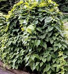 暗緑色 緑豊かな観葉植物 ヤマノイモ属Caucasica 特性 と フォト