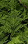 green Ferns Diplazium sibiricum characteristics and Photo