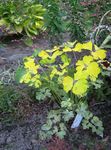 yellow Leafy Ornamentals Double Columbine characteristics and Photo