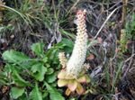 plandaí ornáideach Caipíní Dunce Ar ornamentals leafy, Orostachys bán Photo, Cur síos agus saothrú, ag fás agus saintréithe