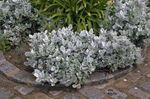 Dekorativa Växter Dammig Mjölnare, Silver Ragwort dekorativbladiga, Cineraria-maritima gyllene Fil, beskrivning och uppodling, odling och egenskaper