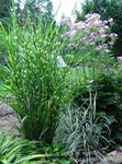 multicolor Cereals Eulalia, Maiden Grass, Zebra Grass, Chinese Silvergrass characteristics and Photo