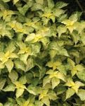 yellow Leafy Ornamentals False Nettle, Japanese Boehmeria characteristics and Photo