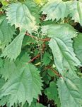Okrasne Rastline False Koprive, Japonski Boehmeria okrasna listnata zelena fotografija, opis in gojenje, rast in značilnosti