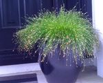  Fiber Optik Çimen, Tuz Bataklık Saz su bitkileri, Isolepis cernua, Scirpus cernuus yeşil fotoğraf, tanım ve yetiştirme, büyüyen ve özellikleri