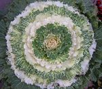 white  Flowering Cabbage, Ornamental Kale, Collard, Cole characteristics and Photo