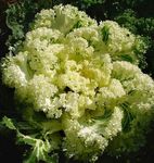 yellow  Flowering Cabbage, Ornamental Kale, Collard, Cole characteristics and Photo