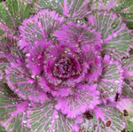light blue  Flowering Cabbage, Ornamental Kale, Collard, Cole characteristics and Photo