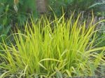 yellow Cereals Foxtail grass characteristics and Photo