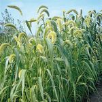 Ukrasne Biljke Muhar Proso trave (žitarice), Setaria zelena Foto, opis i uzgajanje, uzgoj i karakteristike